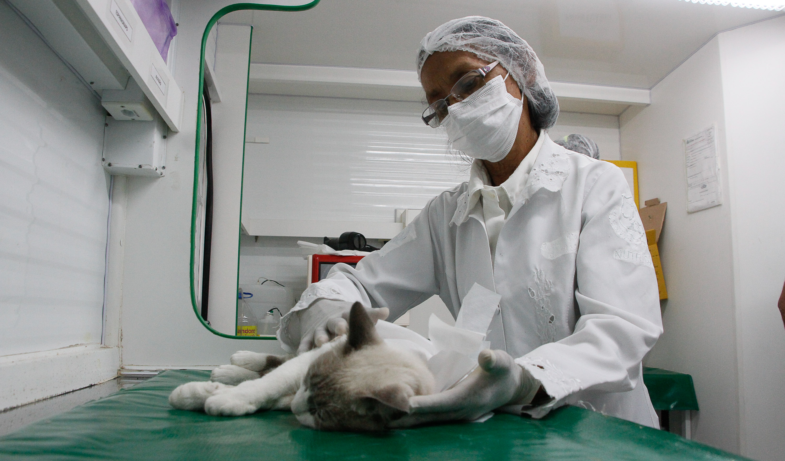 mulher com jaleco, touca e máscara brancos examinando gato em cima de mesa